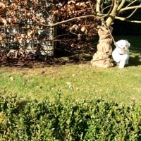Lucy Lucy