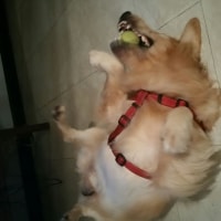 Kai Kai