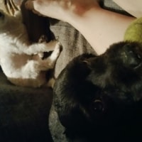 Oreo, Fluffy Oreo, Fluffy