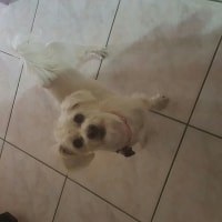 Lucy Lucy