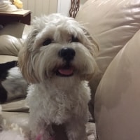 Gizmo Gizmo
