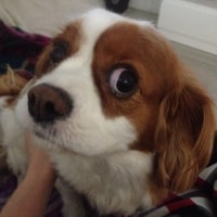 Lizzy Lizzy