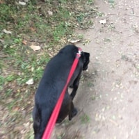 Rosie Rosie