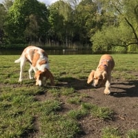 Clover, Jakson Clover, Jakson