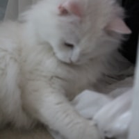 Bella Bella