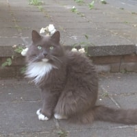 Maurice Maurice