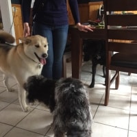 Bowser, Marley, Oscar Bowser, Marley, Oscar