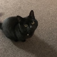 Maggie Moo Maggie Moo