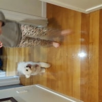 Lulu Lulu