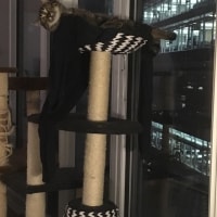 Frankie Frankie