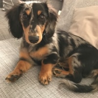 Jax Jax