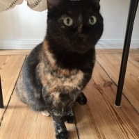 Pandora Pandora