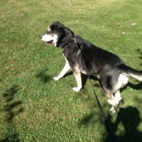 Scamp Scamp