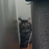 Kiki Kiki