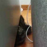 Kiki Kiki