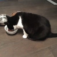 Pussy Galore Pussy Galore