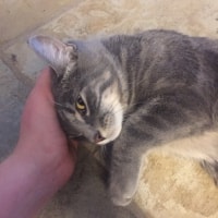 Luna Luna
