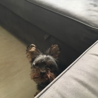 Gizmo Gizmo