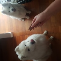 Kobe, Kiara Kobe, Kiara