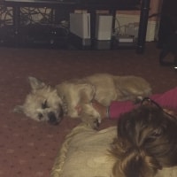 Alfie Alfie