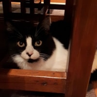 Rosie Rosie