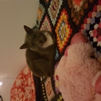Sophie Sophie
