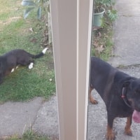 Ruby, Big Dog Ruby, Big Dog