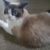Alfie Alfie