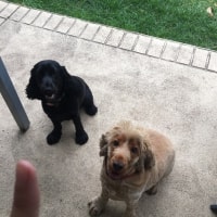 Holly, Henry Holly, Henry
