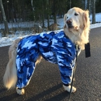 Suni Suni