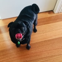 Harvey Harvey