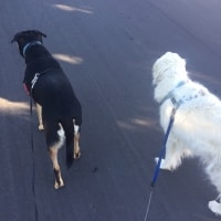 Buddy, Gizmo Buddy, Gizmo