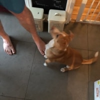 Ringo Ringo